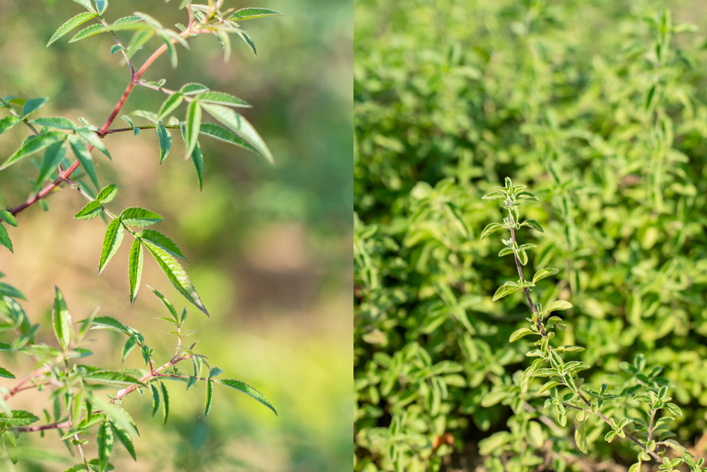 嘉義｜天然莊園｜阿里山天然香草園 茶植染 手作體驗