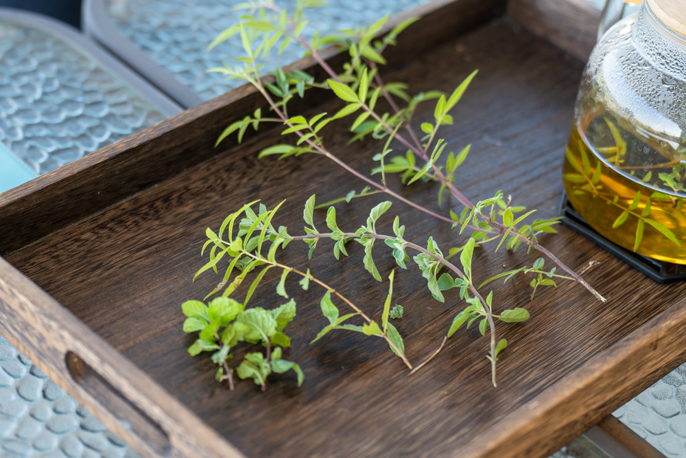 嘉義｜天然莊園｜阿里山天然香草園 茶植染 手作體驗