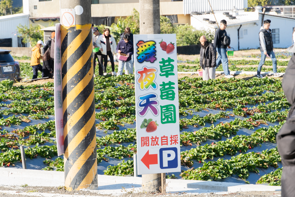 苗栗｜舞夜天草莓園｜大湖草莓首選 不用彎腰採草莓 產銷履歷認證