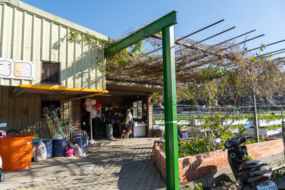 苗栗｜舞夜天草莓園｜大湖草莓首選 不用彎腰採草莓 產銷履歷認證