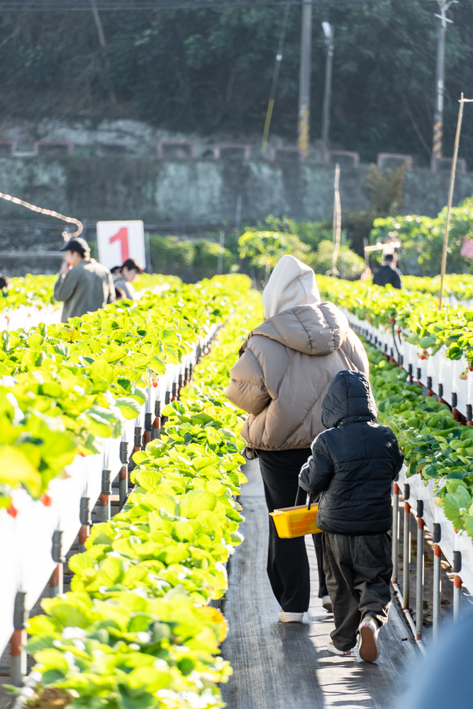 苗栗｜舞夜天草莓園｜大湖草莓首選 不用彎腰採草莓 產銷履歷認證