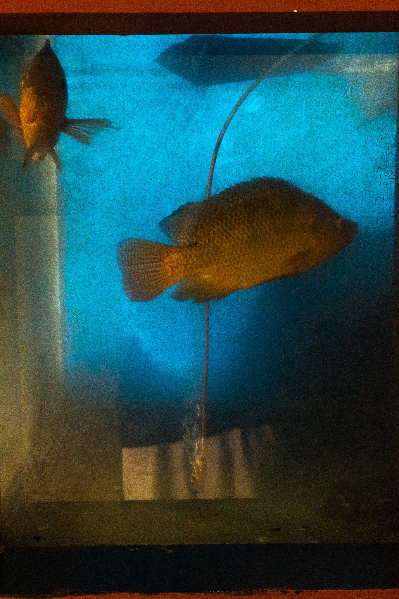 台中｜城裡來的巫山烤魚 城裡城外公益店｜活魚現點現撈現做 為了這條魚我可以扒三碗白飯