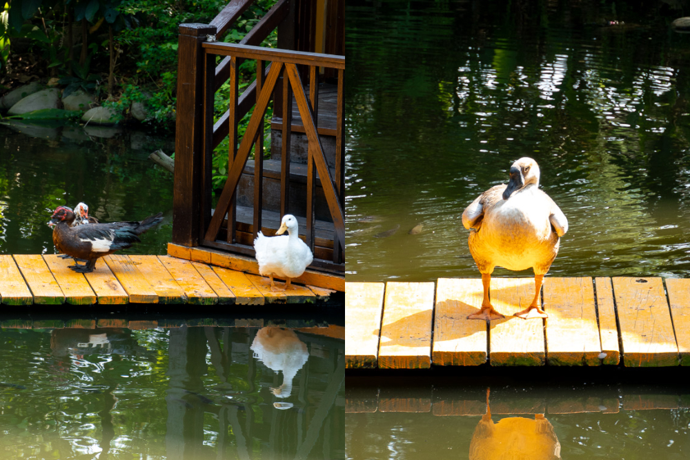 台中｜人間食解生態養生坊｜穿越時空的美食饗宴 沙鹿隱藏版生態餐廳 健康養生套餐一次滿足身心靈