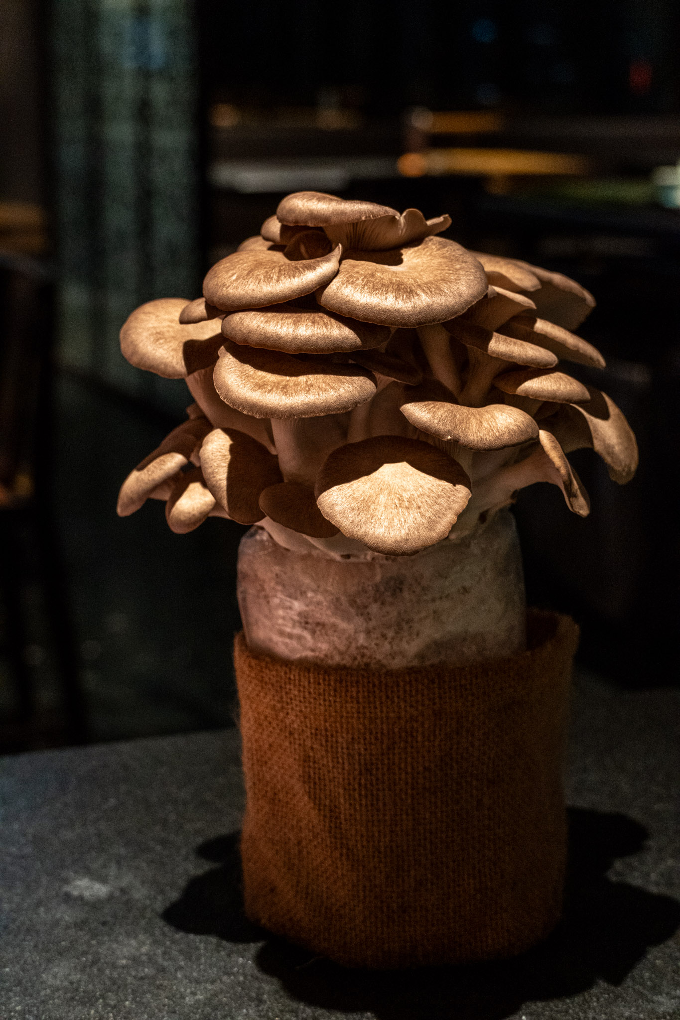 台北|撈王鍋物料理 信義ATT店|從胡椒豬肚雞的香氣開始 一煲四味的粵式火鍋 溫暖了全家的心 台北|撈王鍋物料理 信義ATT店|從胡椒豬肚雞的香氣開始 一煲四味的粵式火鍋 溫暖了全家的心