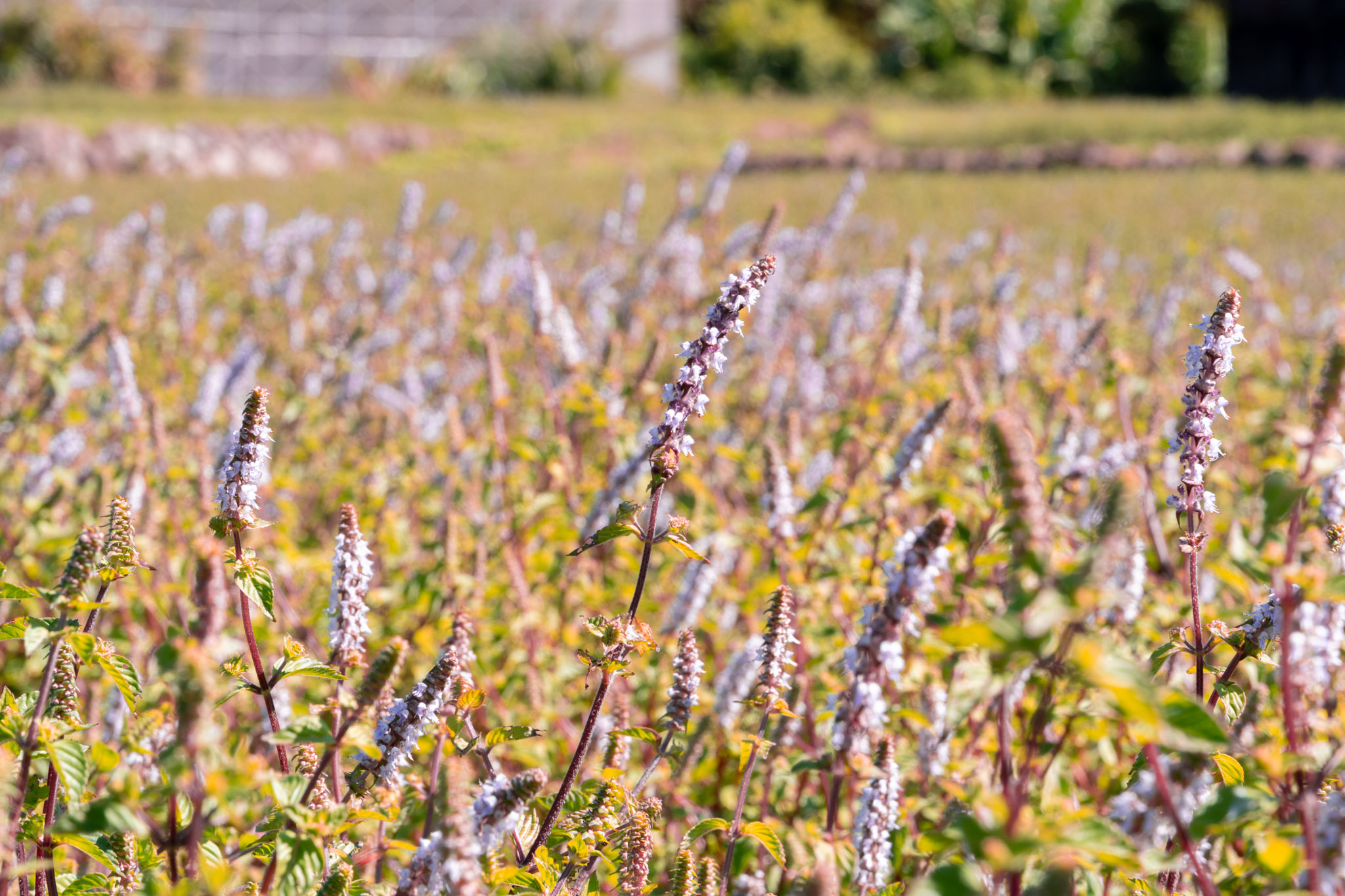 苗栗｜2025苗栗獅潭仙草花節 獅潭花饗宴｜浪漫獅潭 花海正開　屬於冬天的粉紫饗宴