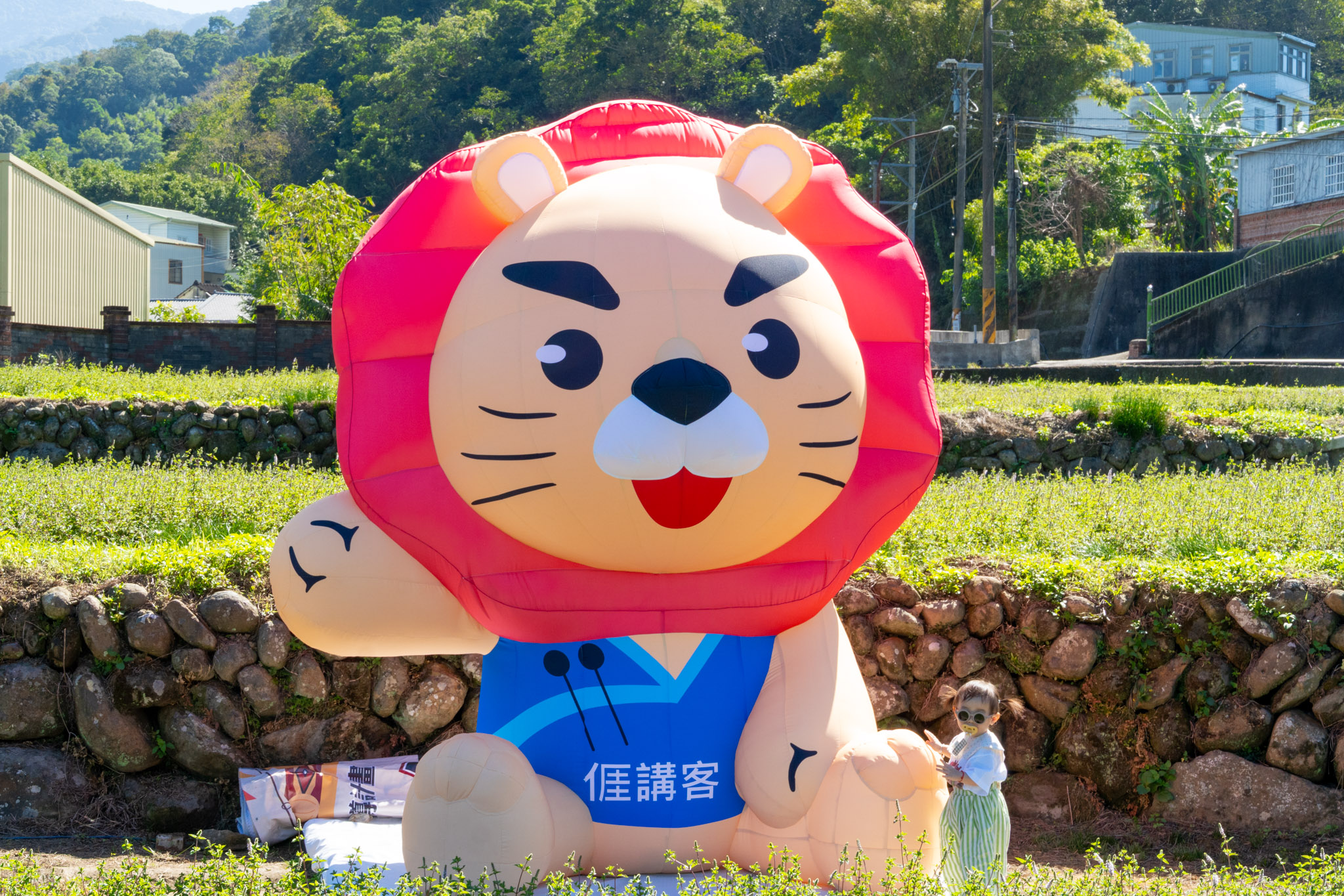 苗栗｜2025苗栗獅潭仙草花節 獅潭花饗宴｜浪漫獅潭 花海正開　屬於冬天的粉紫饗宴