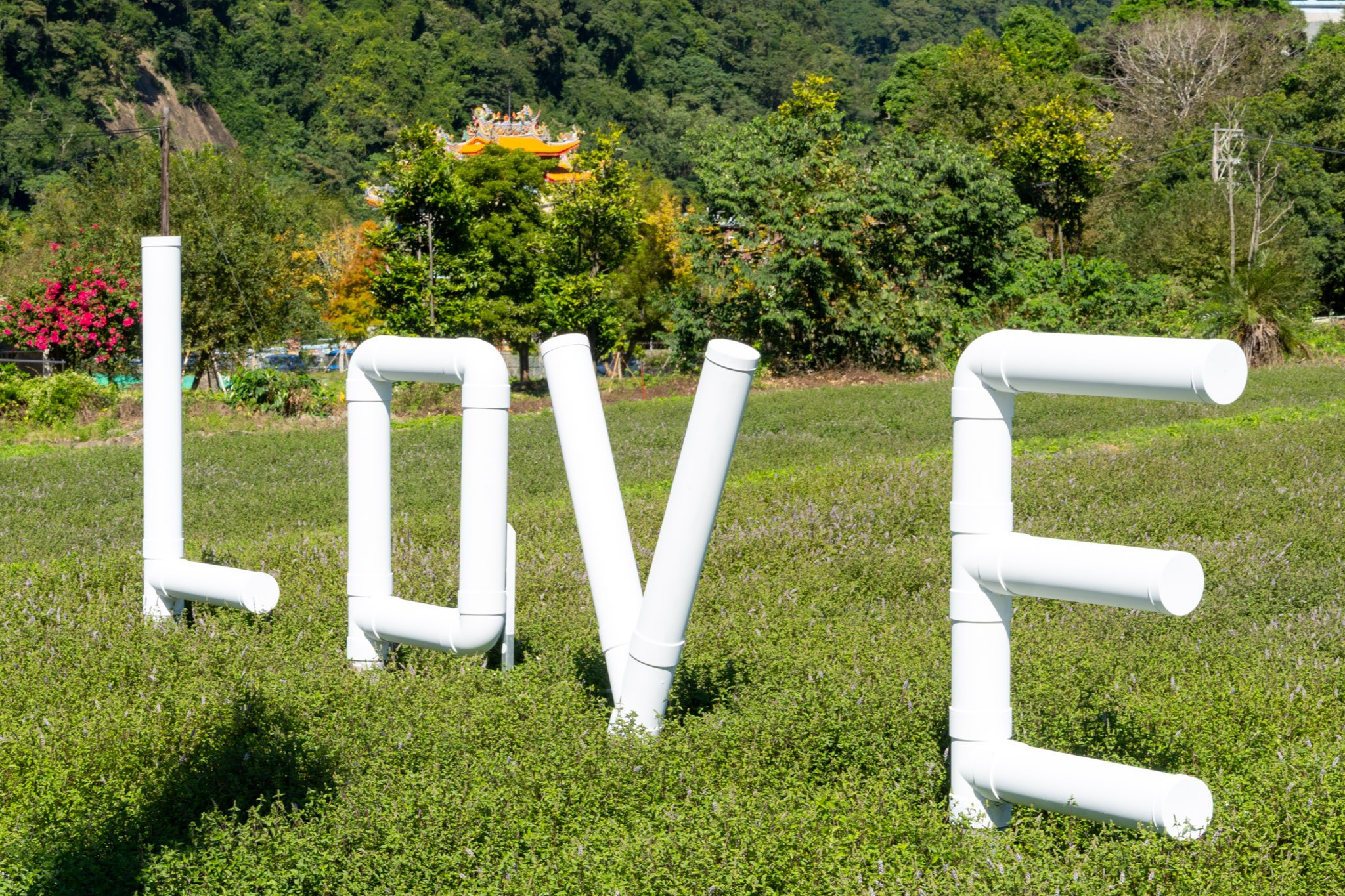苗栗｜2025苗栗獅潭仙草花節 獅潭花饗宴｜浪漫獅潭 花海正開　屬於冬天的粉紫饗宴