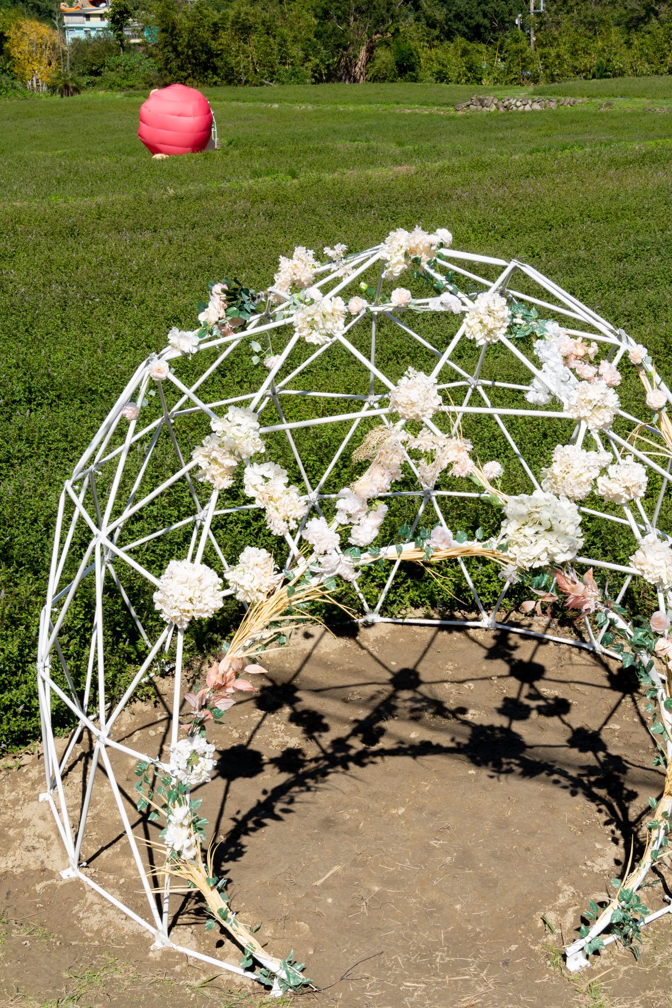 苗栗｜2025苗栗獅潭仙草花節 獅潭花饗宴｜浪漫獅潭 花海正開　屬於冬天的粉紫饗宴