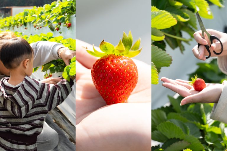苗栗｜舞夜天高架草莓園｜大湖高架草莓園推薦 停車方便 採果動線舒適不擁擠