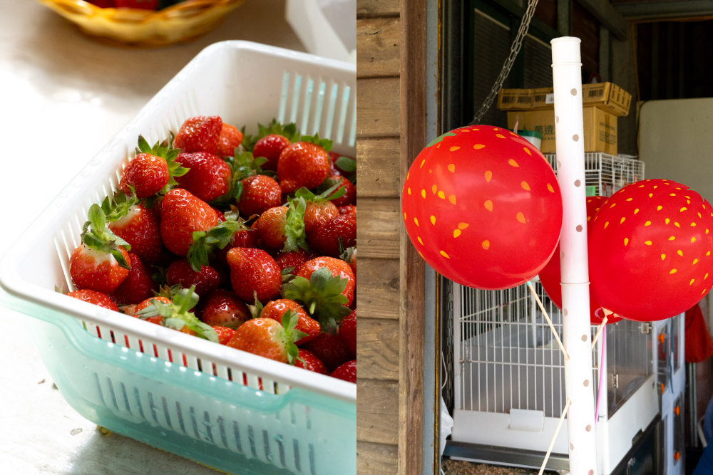 苗栗｜舞夜天高架草莓園｜大湖高架草莓園推薦 停車方便 採果動線舒適不擁擠