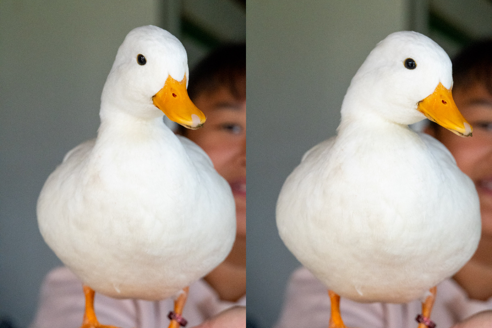苗栗｜舞夜天高架草莓園｜大湖高架草莓園推薦 停車方便 採果動線舒適不擁擠