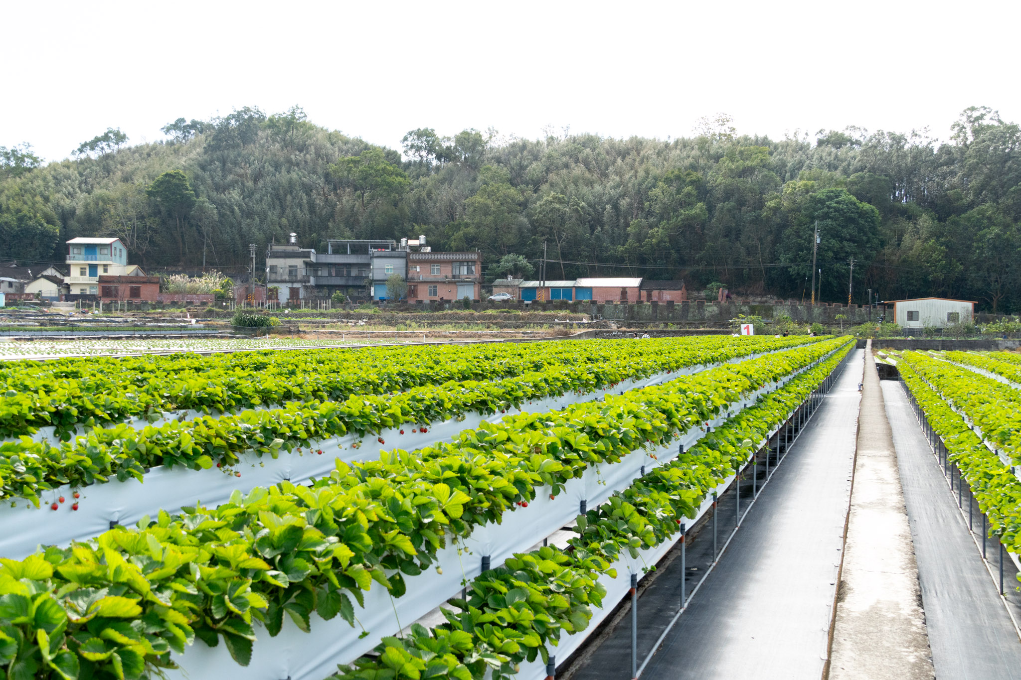 苗栗｜舞夜天高架草莓園｜大湖高架草莓園推薦 停車方便 採果動線舒適不擁擠