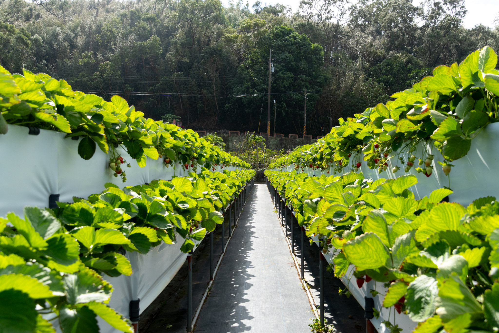苗栗｜舞夜天高架草莓園｜大湖高架草莓園推薦 停車方便 採果動線舒適不擁擠