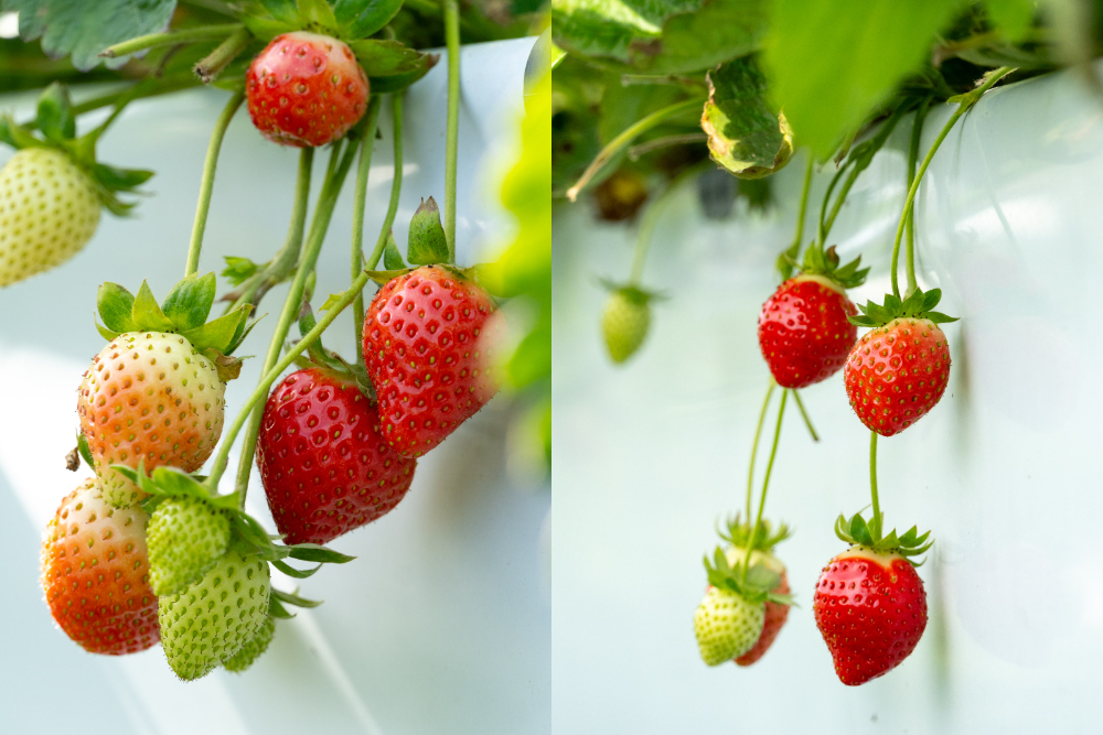 苗栗｜舞夜天高架草莓園｜大湖高架草莓園推薦 停車方便 採果動線舒適不擁擠