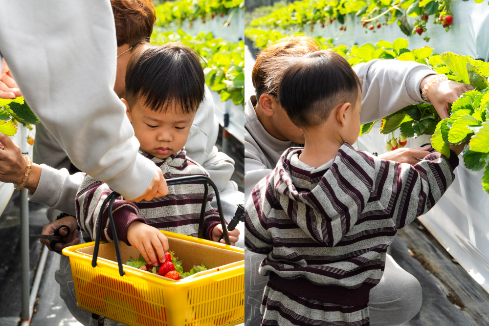 苗栗｜舞夜天高架草莓園｜大湖高架草莓園推薦 停車方便 採果動線舒適不擁擠