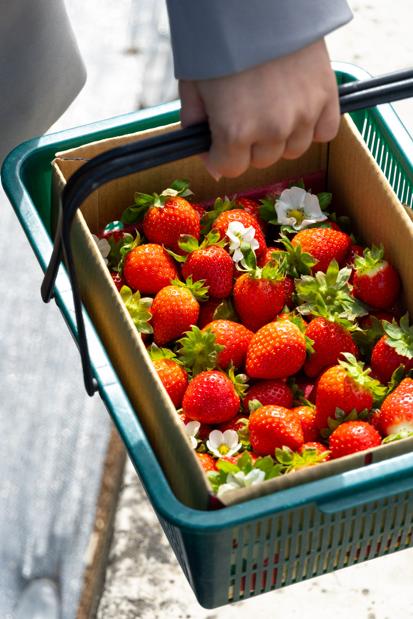 苗栗｜舞夜天高架草莓園｜大湖高架草莓園推薦 停車方便 採果動線舒適不擁擠