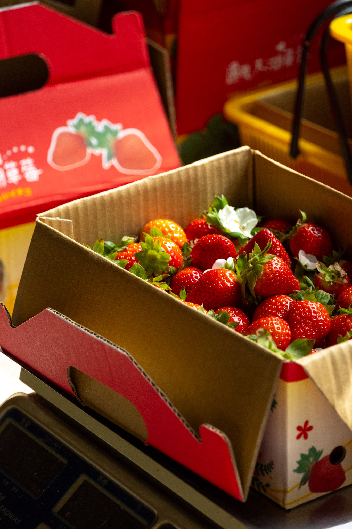 苗栗｜舞夜天高架草莓園｜大湖高架草莓園推薦 停車方便 採果動線舒適不擁擠