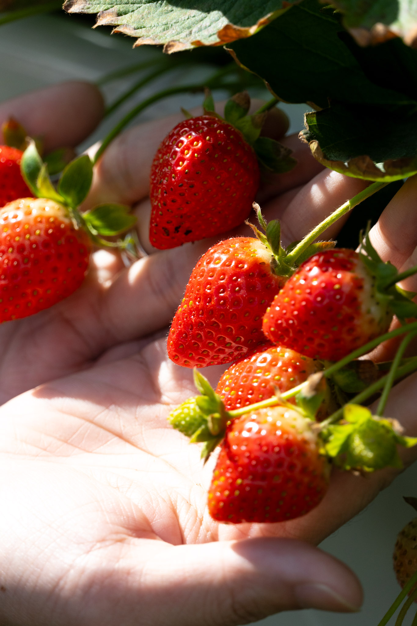 苗栗｜舞夜天高架草莓園｜大湖高架草莓園推薦 停車方便 採果動線舒適不擁擠