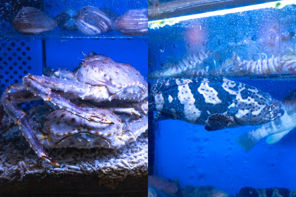 新北｜拿靠生猛海鮮｜林口高級海鮮餐廳推薦 澎湖漁船直送 現挑現煮最安心