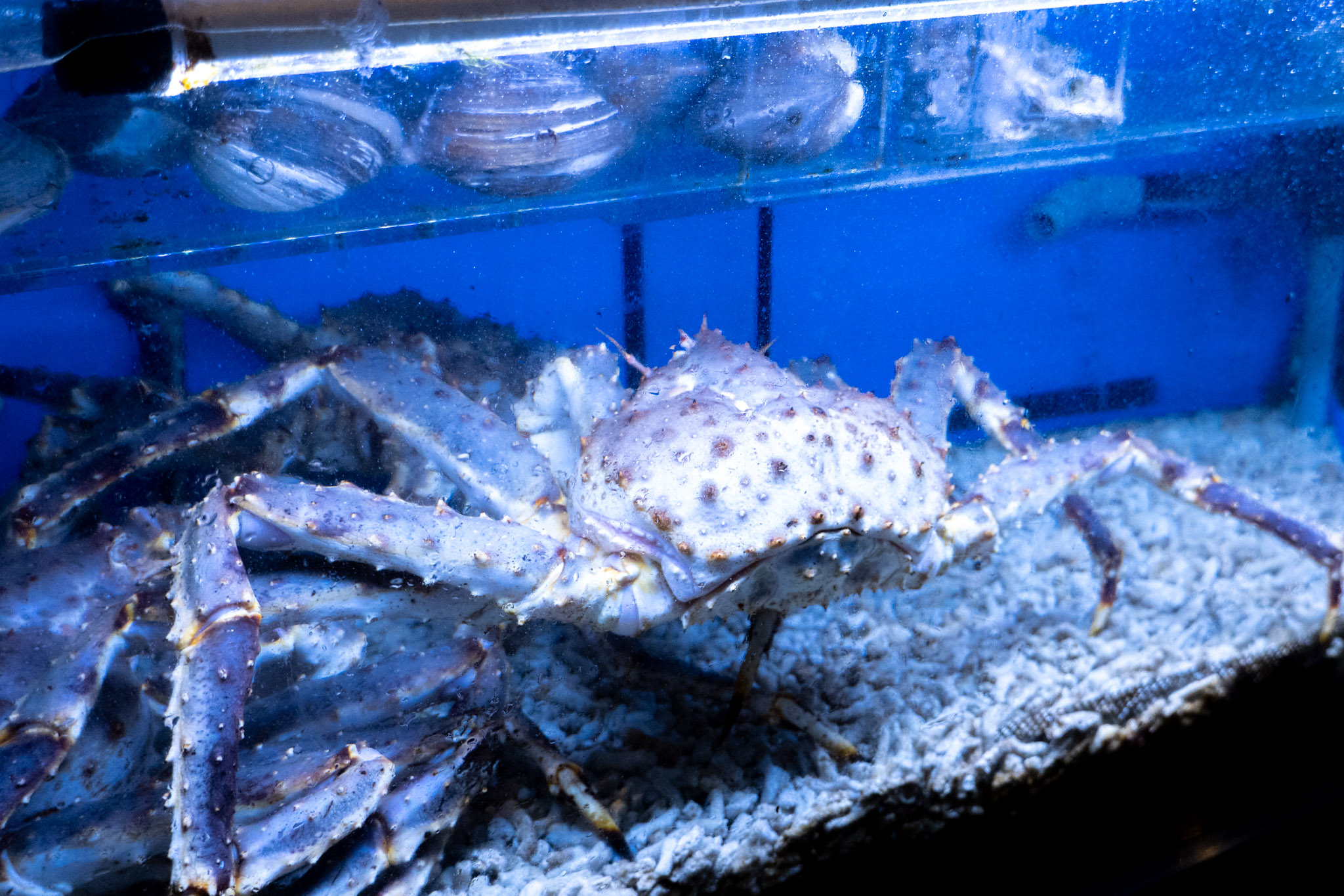 新北｜拿靠生猛海鮮｜林口高級海鮮餐廳推薦 澎湖漁船直送 現挑現煮最安心