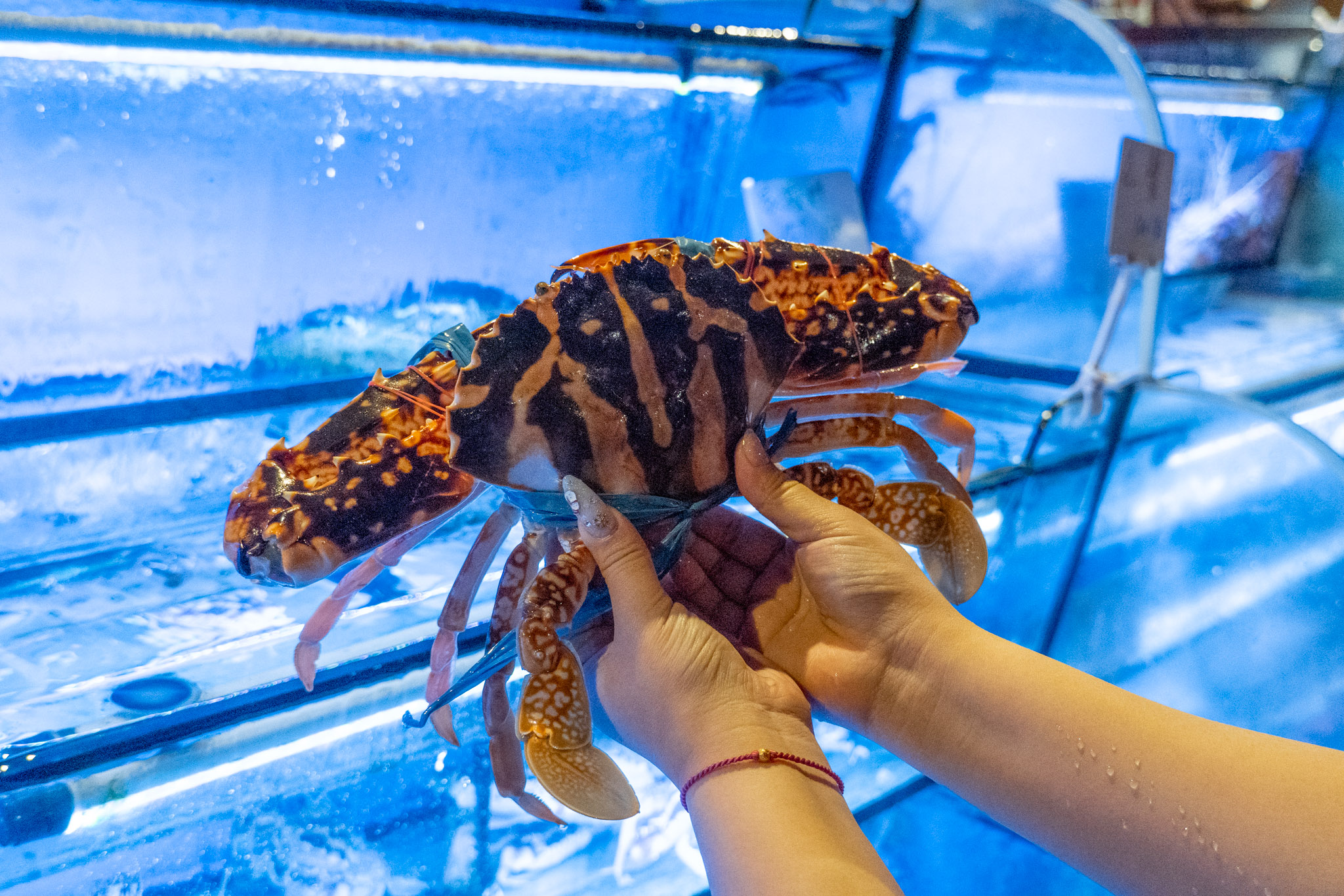 新北｜拿靠生猛海鮮｜林口高級海鮮餐廳推薦 澎湖漁船直送 現挑現煮最安心