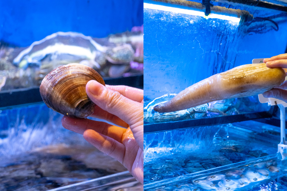 新北｜拿靠生猛海鮮｜林口高級海鮮餐廳推薦 澎湖漁船直送 現挑現煮最安心